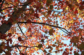 Illustration for article titled Shooting Challenge Fall Leaves Gallery 7